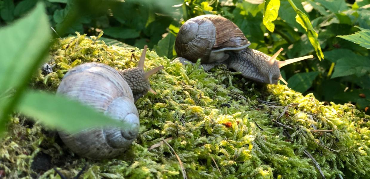Ud i naturen på Carl Nielsens Camino | VisitFaaborg