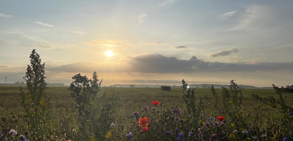 Carl Nielsens Camino bei Søllinge auf Midtfyn
