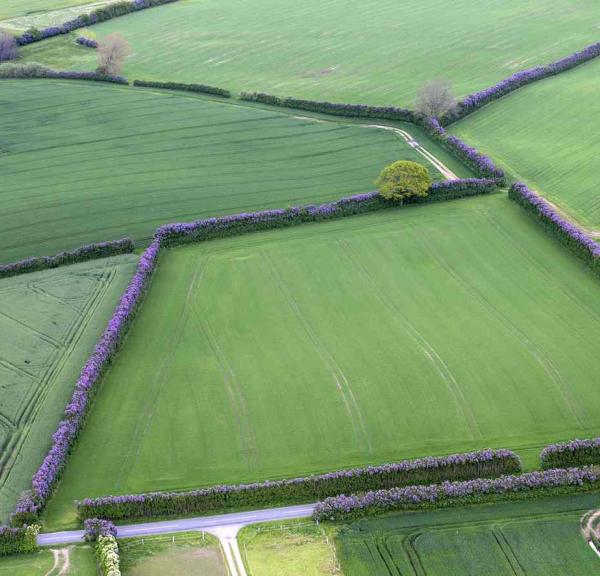 Lilacs on South Funen VisitFaaborg | VisitFaaborg