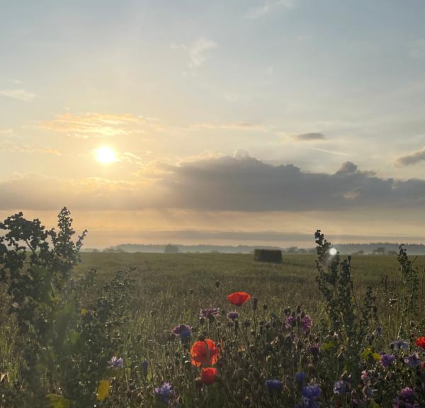Carl Nielsens Camino bei Søllinge auf Midtfyn