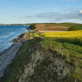 Kysten langs Bjørnø med gule marker